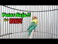 Lagu Lovebird Fighter Ngekek Panjang MANTAB, PUTAR SAJA Pasti Langsung NYAUT,