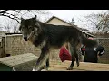 Howling Woods Farm - Jackson NJ
