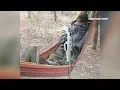 Navarro County busts weed field guarded by armed scarecrow