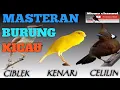 Download Lagu Masteran burung || ciblek | kenari | celilin