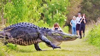 Download HUGE Gator Spotted in Florida MP3