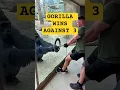 Gorilla vs 3 Men in Tug of War #orbelyn