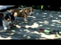 Pembroke Welsh Corgi Puppies For Sale