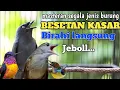 Download Lagu MASTERAN SPESIAL LEDAKAN BURUNG JUARA TERBARU 2024 MP3