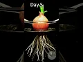 Download Lagu Growing green onion underwater! #timelapse #onion #plants #shorts