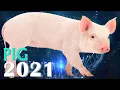 Pig Horoscope 2021 Born 1935 1947 1959 1971 1983 1995 2007 2019