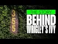 The Backstory on Wrigley Field s Ivy Iconic Chicago Cubs outfield fence