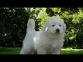 What You Should Know Before You Buy Great Pyrenees Puppy