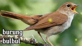 suara burung bulbul suara terapi alam