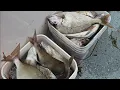 PORGY BEATDOWN WITH MY CUSTOM ROD FROM KEPTIFISHING 5-17-25 Sound Bound Charter New Rochelle