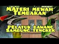 Download Lagu Cucak Ijo Gacor, Ngentrok Nembak Suara Kasar, Isian Pelatuk Bawang Sambung Tengkek Buto