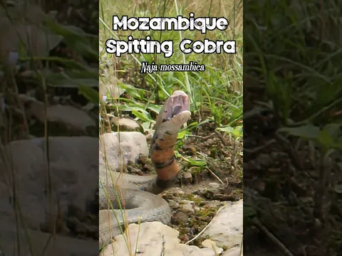 Mozambique Spitting Cobra Spraying Venom