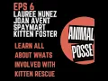 Episode 6 - Saving Kittens Changing Lives with Spaymart Kitten Foster