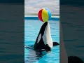 Download Lagu Jessicas orca whale balancing ball #orcawhale #dolphin #jessica