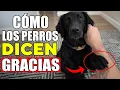 Lagu 16 Formas En Que Un Perro Te AGRADECE (Sin Que Te Des Cuenta)