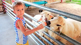 Vlad and mama walking at farm sheep Family fun playtime