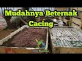 Lagu Persiapan media ternak cacing tanah