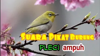suara pikat burung pleci ampuh mp3