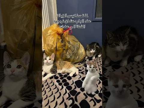 كل القطط هيك صح ؟ 🤣😂 || يزن الاسطورة ✔ ||