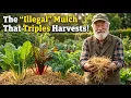 The Illegal Mulch That Triples Your Harvest Why Don t They Teach This