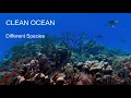 Love your world - Save the animal & nature #Pollution #Relax music (2021)