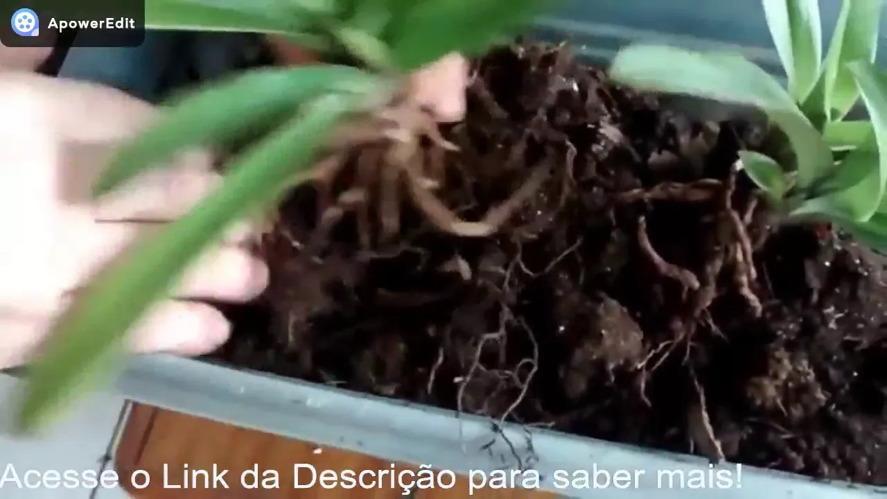 COMO PLANTAR ORQUÍDEAS EM CASA