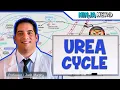 Metabolism Urea Cycle