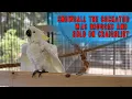 Snowball The Cockatoo was drugged and sold on Craigslist