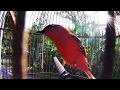 Download Lagu 01 Burung Mantenan burung kicau yang memiliki tampilan indah