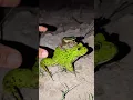 Download Lagu Frog sounds funny boing boing | catch a frog for fun hahaha | frog froggy toad funny video