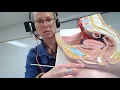 Biology 2020 Lab 12 Reproductive System Quiz Question