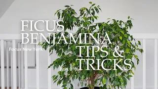 Ficus benjamina Weeping Fig Indoor Care