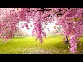 Download Lagu Musik yang menenangkan saraf 🌿 musik penyembuhan untuk jantung dan pembuluh darah, relaksasi, musik