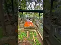 Download Lagu Makam Suzanna, Artis Legendaris di Giriloyo, Magelang, Jawa Tengah