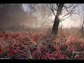 Dvorak - Romance for piano and violin, Op.11