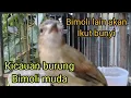 Download Lagu BURUNG BIMOLI MUDA GAS POL