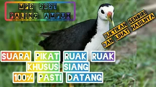 Download 🔴suara pikat ruak ruak siang hari MP3