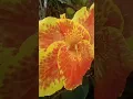 Download Lagu bungakan mekar..walau kemarau melanda..
