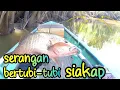Download Lagu SERANGAN BERTUBI-TUBI SIAKAP !!!