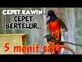 Download Lagu Pancingan suara murai batu kawin audio jernih terbaik dan terpopuler