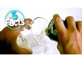Download Lagu Top 5 Beer Facts