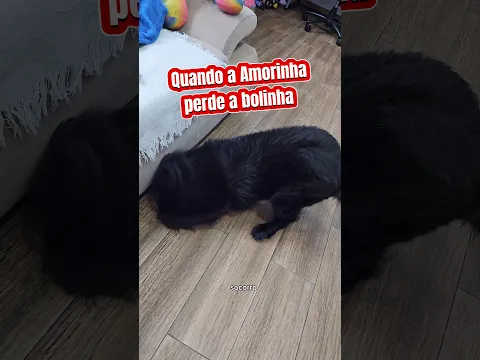 QUANDO A AMORINHA PERDE A BOLINHA 🥎 #cachorro #funny #viral