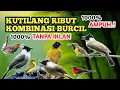 Download Lagu Suara kutilang ribut kombinasi burcil tanpa iklan