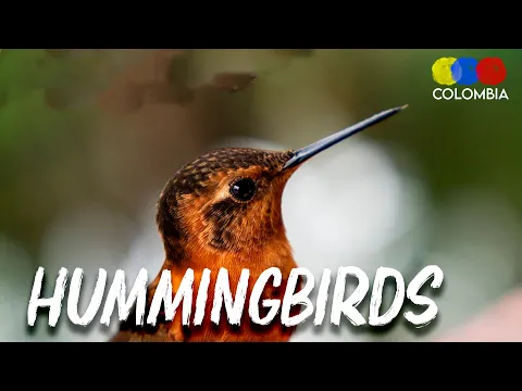 Hummingbird Hand Feeding Termales del Ruiz Colombia - Colombia Birdwatching