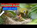 Download Lagu JADI BEGINI !!!bagaimana indukan burung pleci meloloh anakan nya di alam liar