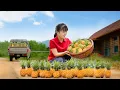 Download Lagu TIMELAPSE -- Use 3-Wheeled Vehicle Harvesting 1000+ Pineapple, Go To Market Sell | Phương Contryside