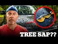 Baked-On Tree Sap We Show You How to Remove It