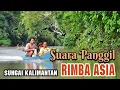 Download Lagu SUARA BURUNG WALET - RIMBA ASIA