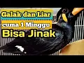 Download Lagu tips dan cara ampuh menjinakan burung beo kalimantan