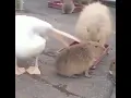 Lagu Pelican Trying To Eat Capybara || Funny Birds 🤣🤣😂😂